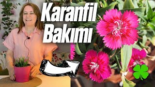 Karanfil Çiçeği Bakımı Nasıl Yapılır  Sulanması Çoğaltılması Toprak Seçimi [upl. by Haik910]