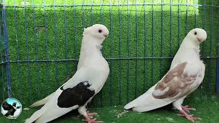 حمام بوم أفريقي African Owl pigeons [upl. by Mathew]