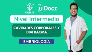 Cavidades corporales y diafragma con Harper Academia amp uDocz 📚 Nivel Intermedio [upl. by Aleinad]