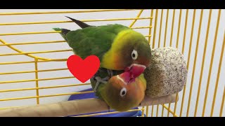 Fischers Lovebird Mating Ritual [upl. by Mowbray]