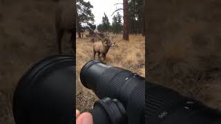 BIGHORN RAM jumps log Bighorn Sheep WildlifePhotography Creators ShortsFeeds Montana Viral [upl. by Radek443]