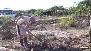 Rainforest Surinamesoursopzuurzak planten Op Domburg [upl. by Rickert]