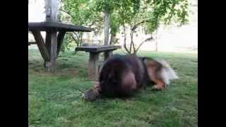 Leonberger plays with a kitten [upl. by Wasson]