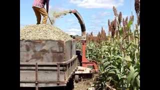 Silagem de sorgo em Mato Verde  MG [upl. by Rafat]