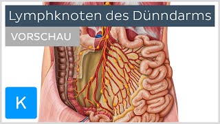 Dünndarm Lymphknoten und Lymphabfluss Vorschau  Kenhub [upl. by Payton]