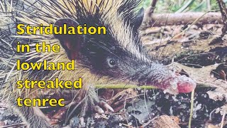 Lowland streaked tenrec stridulation in Masoala Madagascar [upl. by Dulcea]