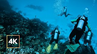 BONAIRE ISLAND  White Noise Scuba Diving Sounds for Relaxing 4K [upl. by Kittie631]