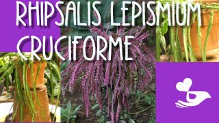 Rhipsalis Lepismium Cruciforme my care amp easy propagation [upl. by Artair]