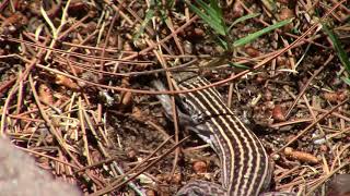 New Mexico Whiptail Lizard [upl. by Sowell]