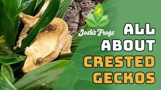 Crested Gecko Tank Set up amp Care Overview [upl. by Bobbette]