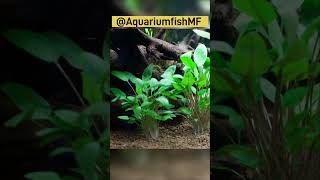 Plantas para principiantes Top10 shorts aquarium shortvideo fish [upl. by Clarita103]