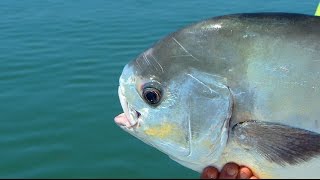 Monster Permit Tripletail on DOA Fishing Lures in Islamorada Florida [upl. by Lyell]