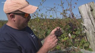 August hailstorm leaves Wallingford vineyards grapes damaged [upl. by Lenroc]