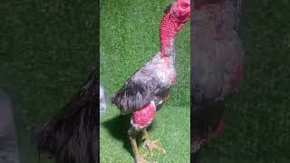 Rooster Farms ayam roosterandhen chickenfarm [upl. by Vidovik]