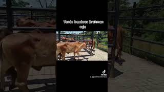 VENDO TERNERAS Y TERNEROS DE 180 A 220 KILOS BRAHMAN ROJO LO QUE NECESITAS 📞 3225276531 [upl. by Ahsiki]