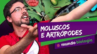 🐍 Zoologia 46 Moluscos e Artrópodes  Biologia  ENEM [upl. by Foley]