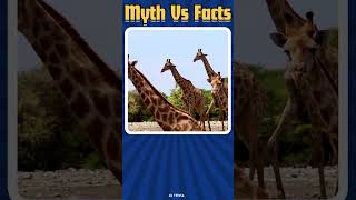 Myths vs Facts  Is this a myth or a fact  Myth or Fact  Part 2 [upl. by Asilad]