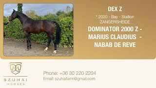 DOMINATOR 2000 Z x MARIUS CLAUDIUS x NABAB DE REVE 2020 STALLION HORSE FOR SALE [upl. by Nyre462]