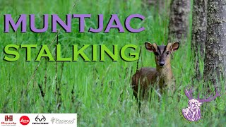 MUNTJAC STALKING [upl. by Almita231]