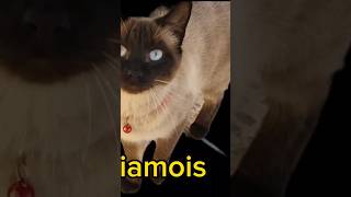 قط سيامي chat Siamois [upl. by Aronoff]