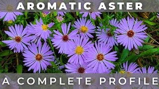 Aromatic Aster  A Complete Profile [upl. by Dugald565]