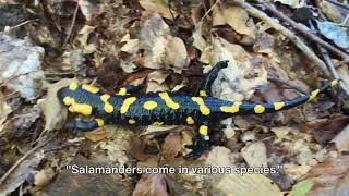 Salamander Secrets  Fun Facts [upl. by Zoie696]