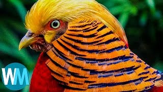 Top 10 Most Stunningly Beautiful Birds in the World [upl. by Dnumsed21]