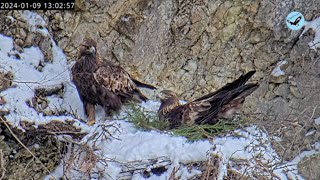 伊吹山イヌワシライブ 202402162 Remote Live Streaming of Golden Eagles in Mt Ibuki Japan [upl. by Beall]