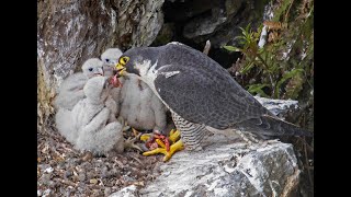 Peregrine Falcon Nesting 4k HQ [upl. by Esdras423]