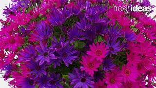 Fresh New Senetti Varieties and Combos [upl. by Lucilla246]