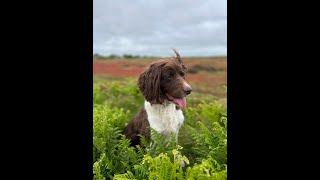 Gundog Dog Training Springer Spaniel Hunting amp Holding an Area [upl. by Omor719]