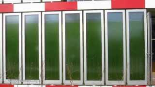 How Algae feed a House [upl. by Ahsatsan]