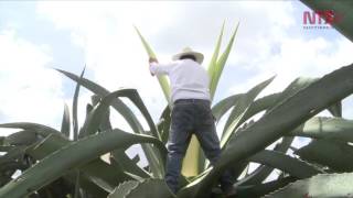 Pulque The drink of the Gods [upl. by Bernadina]