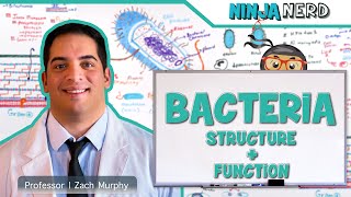 Structure and Function of a Prokaryotic Cell Bacteria [upl. by Peder]