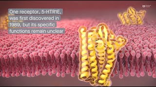 The 5HTR1E serotonin receptor Discovery structure and function [upl. by Ahsekal]