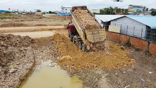 THE BEST Use Dozer SHANTUI DH 17C2 Push the ground Fill flooded land With Big Dump Truck 255t [upl. by Ntsyrk]