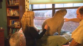 Training a Capybara to Accept Injections Session 1 [upl. by Nodnalb]