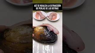 🐚Así se realiza la extracción de perlas de ostras la perla más cara del mundo ciencia biologia [upl. by Suiradal]