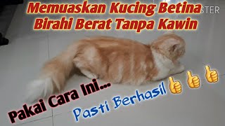 MENGATASI KUCING BETINA BIRAHI TANPA DIKAWINKAN  cara memuaskan kucing betina birahi [upl. by Constantine294]