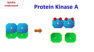 Protein Kinase A [upl. by Douville]