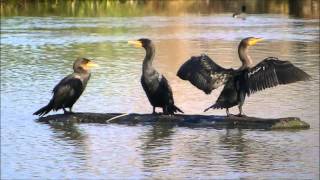 Double crested Cormorant [upl. by Leggett]