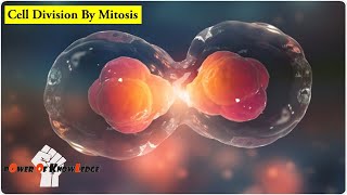 How cell divides simple animation UrduHindi [upl. by Diver12]