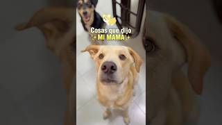 Siempre cambian de opinión🙊😍perros perroshermosos perrosbonitos dog mascotas foryou parati [upl. by Cordula]