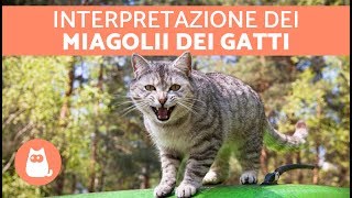 11 VERSI dei gatti SIGNIFICATO e cosa ti vuole dire [upl. by Aerol901]