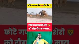 छोटे गजराज 🐘 ने शेरो 🦁 को दौड़ा दौड़ाकर मारा 😂🤯 shorts lion elephant shortvideo viralvideo [upl. by Barbarese757]