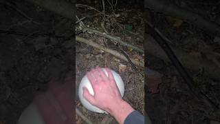 Giant Puffball Mushrooms Are Easy To Find In The Dark 🌙 foraging mushrooms [upl. by Yovonnda]