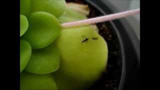 Insect struggling to set itself free from Pinguicula Butterworts trap [upl. by Candida62]