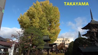 The Takayama Best Season  November 2022 Japan 飛騨国分寺いちょう [upl. by Finnigan]