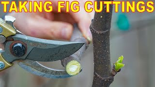 How To Take FIG CUTTINGS From Fig Trees COMPLETE GUIDE [upl. by Notnert]