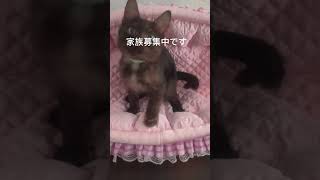 【家族募集中】世界最少の猫種 トイボブ 可愛いネコを毎日紹介していますkichifrost [upl. by Mort182]